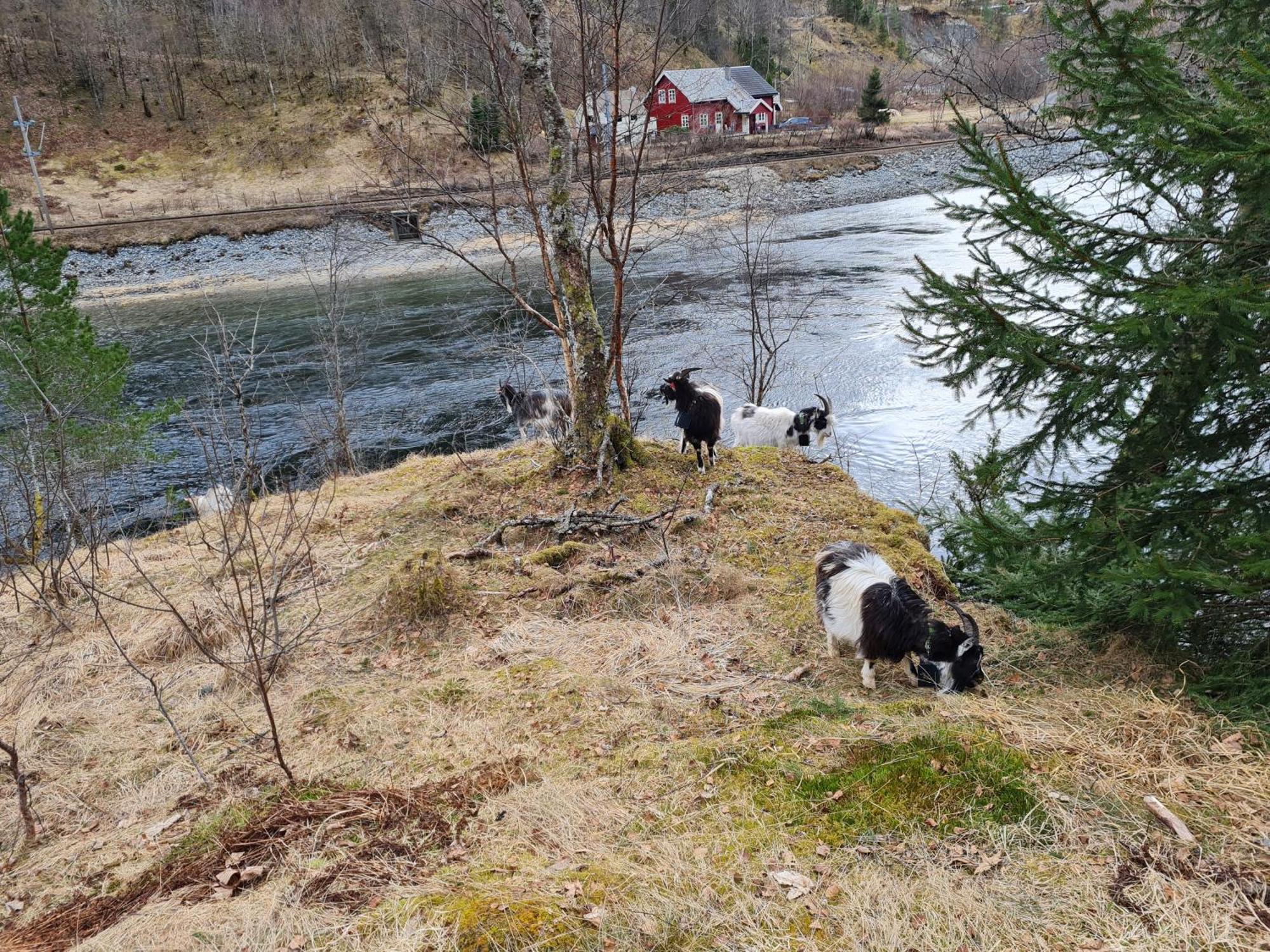 Rongen Gard Villa Bolstadøyri Dış mekan fotoğraf